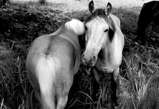 Connemara-Ponys Toombeola 1978 60 20
