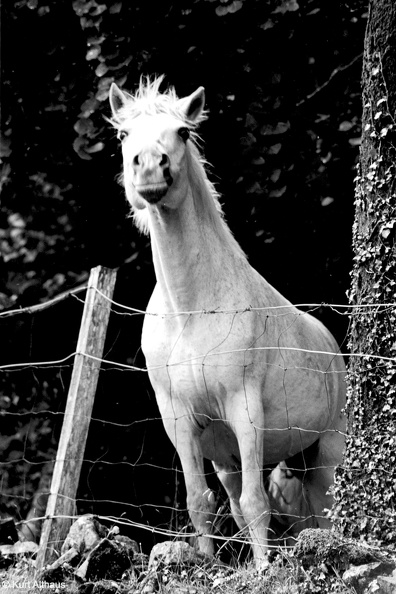 Connemara-Pony Toombeola 1978 61 12